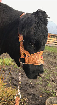 Handtooled Dexter show halter for sale