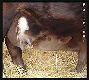 A newborn Dexter calf